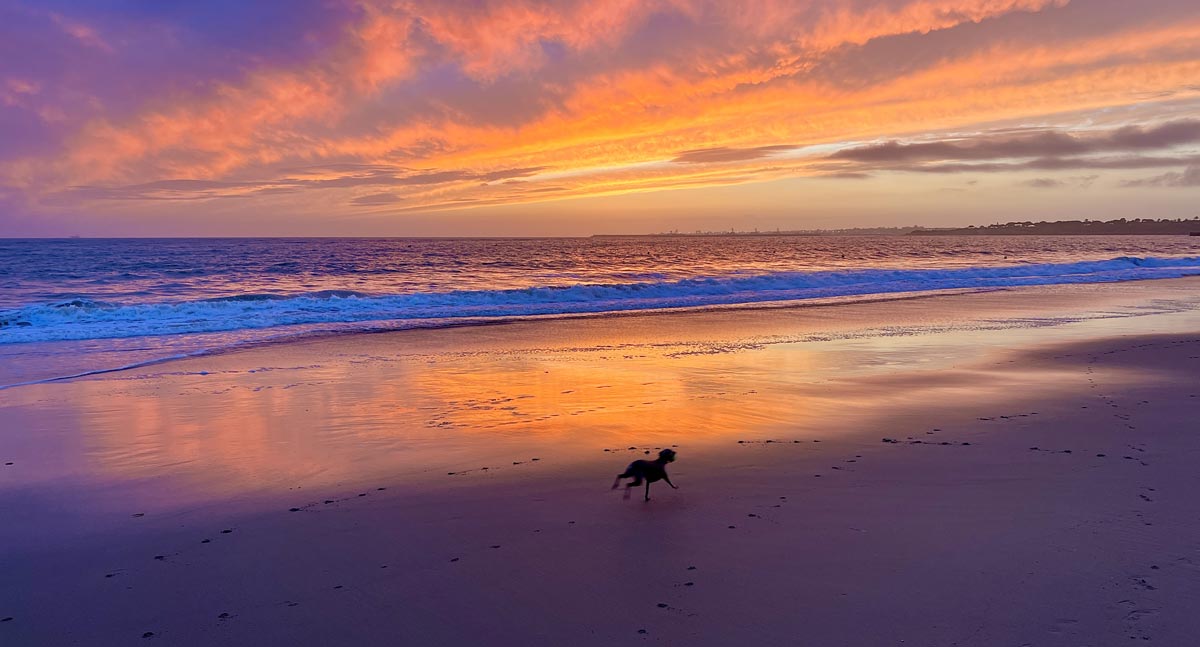 El Puerto suma una playa canina este verano a la Red de Playas y Espacios para mascotas de Andalucía y España