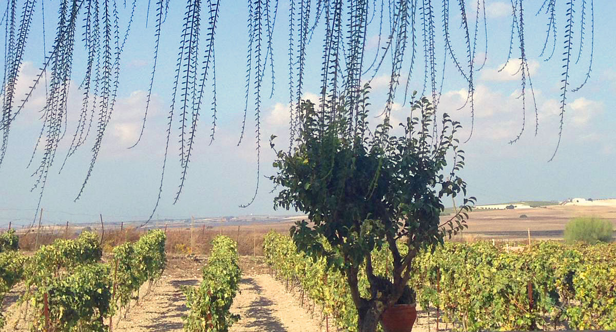 La Ruta del Vino y el Brandy del Marco de Jerez, reconocida con la Bandera de Andalucía por su contribución a la defensa y fomento del interés general de la provincia