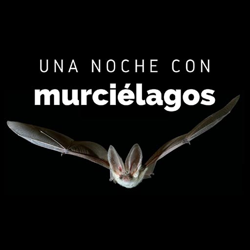 Una Noche con Murciélagos en Parque de Los Toruños Una Noche con Murciélagos en Parque de Los Toruños