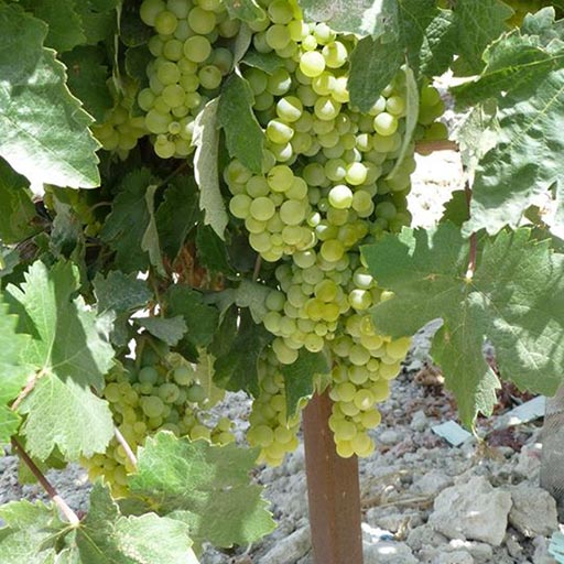 Vitivinicultura, la materia prima 